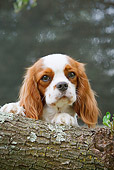 DOG 09 CB0019 01
Cavalier King Charles Spaniel Sitting By Log