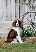 DOG 09 CE0032 01
Springer Spaniel Sitting On Lawn By Wooden Fence And Wheel