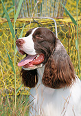 DOG 09 CE0035 01
Portrait Of English Springer Spaniel By Yellow Crab Pot Wire
