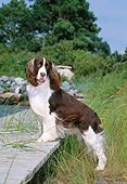 DOG 09 CE0036 01
English Springer Spaniel Standing On Dock
