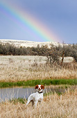 DOG 09 DS0002 01
Brittany Spaniel Standing Marsh By Rainbow During Quail Hunt