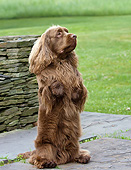DOG 09 DS0003 01
Sussex Spaniel Sitting Upright On Patio