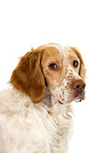 DOG 09 GL0003 01
Portrait Of French Spaniel On White Seamless
