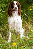 DOG 09 JE0003 01
French Spaniel Sitting In Field