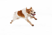 DOG 09 JE0007 01
Brittany Spaniel Running On White Seamless