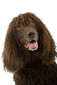 DOG 09 JE0008 01
Head Shot Of Irish Water Spaniel On White Seamless