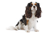 DOG 09 JE0010 01
Cavalier King Charles Spaniel Sitting On White Seamless