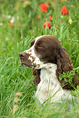 DOG 09 JE0013 01
Head Shot Of English Springer Spaniel In Tall Grass