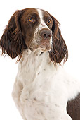 DOG 09 JE0016 01
Portrait Of French Spaniel Sitting On White Seamless