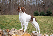 DOG 09 JN0001 01
Brittany Spaniel Standing On Woodpile At Edge Of Woods