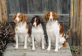 DOG 09 JN0002 01
Three Brittany Spaniels Sitting By Wooden Fence