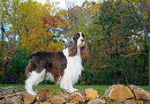 DOG 09 JN0004 01
English Springer Spaniel Standing On Woodpile