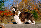 DOG 09 JN0005 01
English Springer Spaniel Standing By Autumn Trees