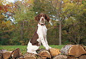 DOG 09 JN0008 01
Brittany Spaniel Sitting On Woodpile