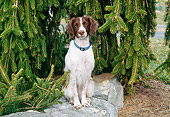DOG 09 JN0009 01
Brittany Spaniel Sitting On Rock By Pine Tree