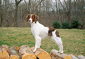 DOG 09 JN0010 01
Brittany Spaniel Standing On Woodpile