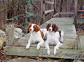 DOG 09 JN0014 01
Two Brittany Spaniels Resting On Wooden Deck