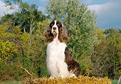 DOG 09 JN0019 01
English Springer Spaniel Sitting On Hay Bale