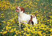 DOG 09 JN0020 01
Brittany Spaniel Standing In Field Of Wildflowers