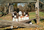 DOG 09 JN0022 01
Three English Springer Spaniels Sitting By Old Wooden Fence