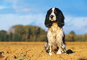 DOG 09 KH0013 01
English Cocker Spaniel Sitting On Dirt At Dusk