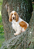 DOG 09 KH0014 01
English Cocker Spaniel Sitting On Tree
