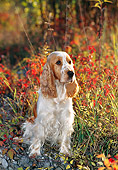 DOG 09 KH0015 01
English Cocker Spaniel Sitting On Rocks In Field