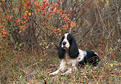 DOG 09 KH0016 01
English Springer Spaniel Laying In Forest