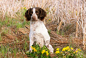 DOG 09 LS0013 01
English Springer Spaniel Sitting In Cattail Marsh In Spring