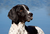 DOG 09 LS0015 01
Portrait Of English Springer Spaniel Standing By Edge Of Pond