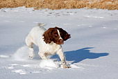 DOG 09 LS0016 01
English Springer Spaniel Running Across Frozen Pond