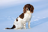 DOG 09 LS0017 01
English Springer Spaniel Sitting On Frozen Pond