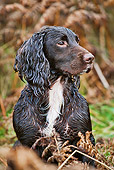 DOG 09 MH0001 01
Portrait Of Wet German Spaniel Hunting