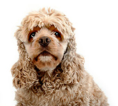 DOG 09 MR0003 01
Portrait Of Cocker Spaniel On White Seamless