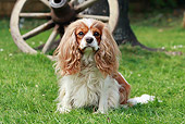 DOG 09 NR0049 01
Cavalier King Charles Spaniel Sitting On Grass