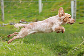 DOG 09 NR0053 01
English Cocker Spaniel Jumping Over Grass