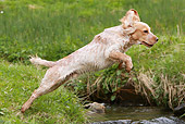 DOG 09 NR0054 01
English Cocker Spaniel Jumping Over Stream