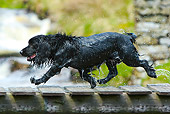 DOG 09 NR0055 01
Wet English Cocker Spaniel Running On Wooden Dock