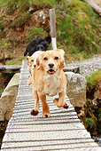 DOG 09 NR0056 01
English Cocker Spaniels Running On Wooden Bridge