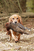 DOG 09 NR0057 01
English Cocker Spaniel Carrying Dead Bird