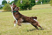 DOG 09 NR0066 01
Cavalier King Charles Spaniel Catching Tennis Ball On Grass Field