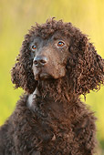DOG 09 NR0068 01
Head Shot Of Irish Water Spaniel