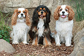 DOG 09 NR0069 01
Three Cavalier King Charles Spaniels Sitting On Bark