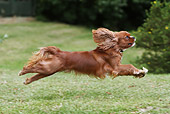 DOG 09 NR0071 01
Cavalier King Charles Spaniel Running Through Field Profile