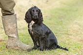DOG 09 NR0076 01
English Cocker Spaniel Sitting On Grass By Owner's Feet