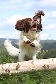 DOG 09 NR0078 01
English Springer Spaniel Jumping Over Birch Log