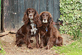 DOG 09 NR0079 01
Two Working Cocker Spaniels Sitting By Wooden Door