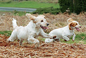 DOG 09 NR0080 01
Two Working Cocker Spaniels Running Through Grass And Hay
