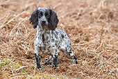 DOG 09 NR0082 01
Working Cocker Spaniel Standing On Dry Brush