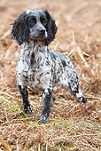 DOG 09 NR0083 01
Working Cocker Spaniel Standing On Dry Brush